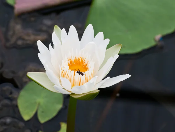 Krásné lotus. — Stock fotografie