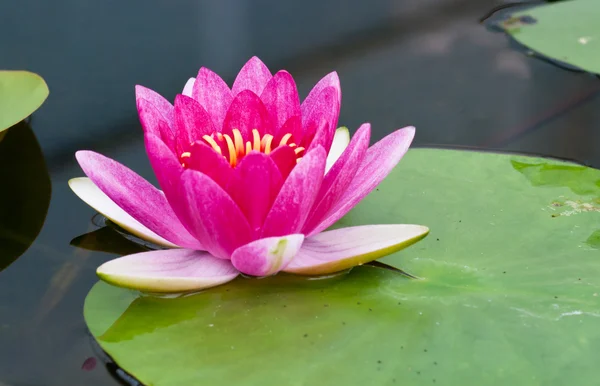 Schöner Lotus. — Stockfoto