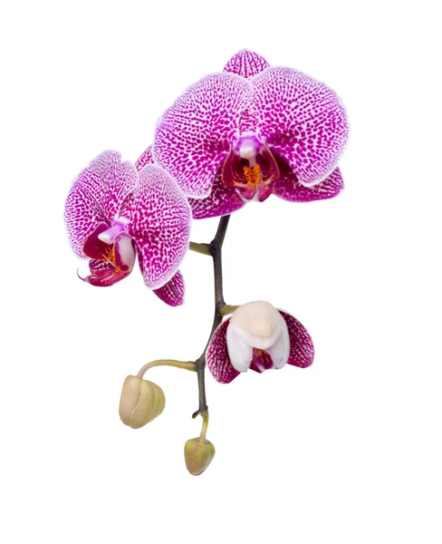 Krásná růžová orchidej kvetoucí. — Stock fotografie