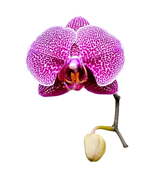 Beautiful pink orchid blooming. — Stock Photo, Image