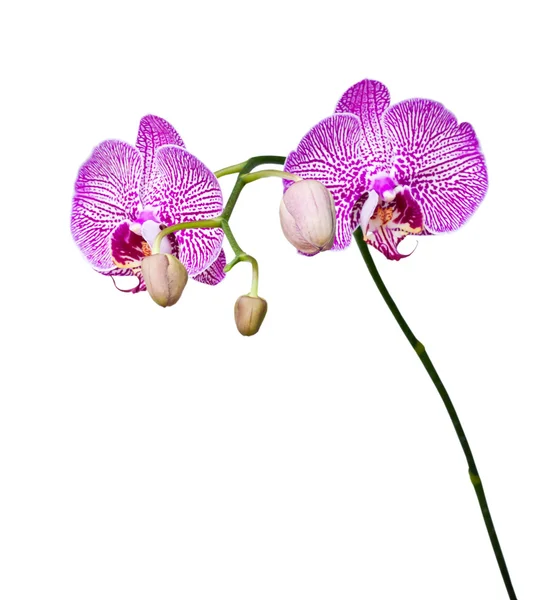 Beautiful pink orchid blooming. Stock Picture