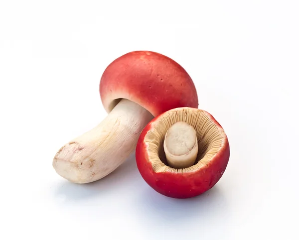 Красный гриб — стоковое фото