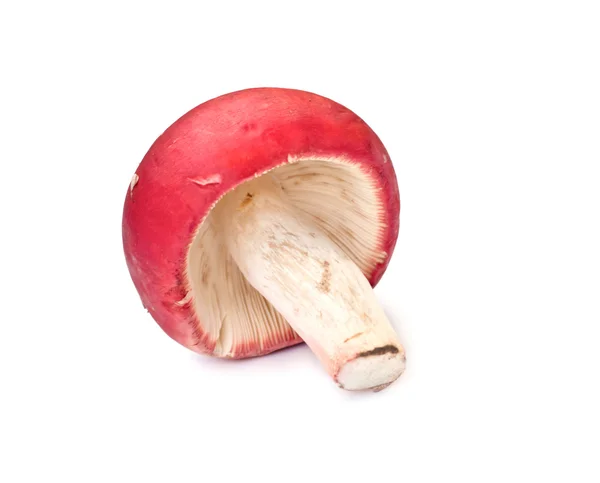 Champignon rouge — Photo