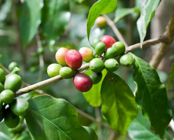 Coffee beans . — Stock Photo, Image