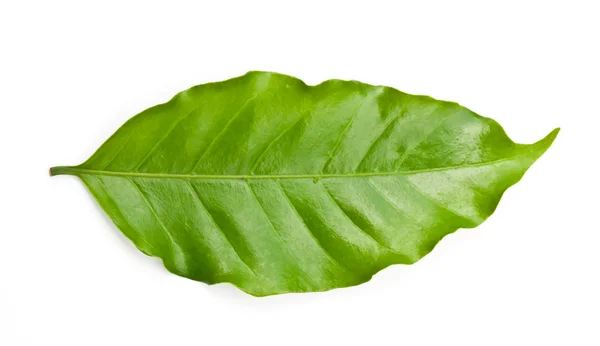 Coffee leaf. — Stock Photo, Image