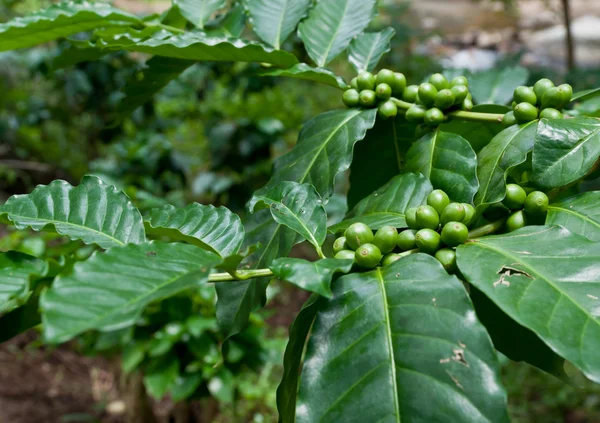 Coffee beans . — Stock Photo, Image