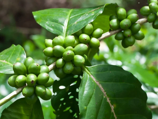 Coffee beans . — Stock Photo, Image