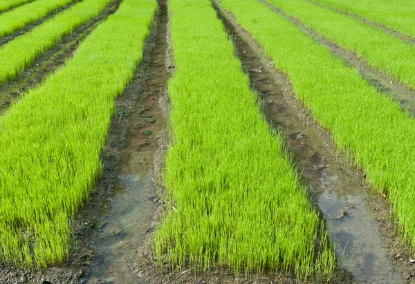 Young rice cultivate . — Stock Photo, Image