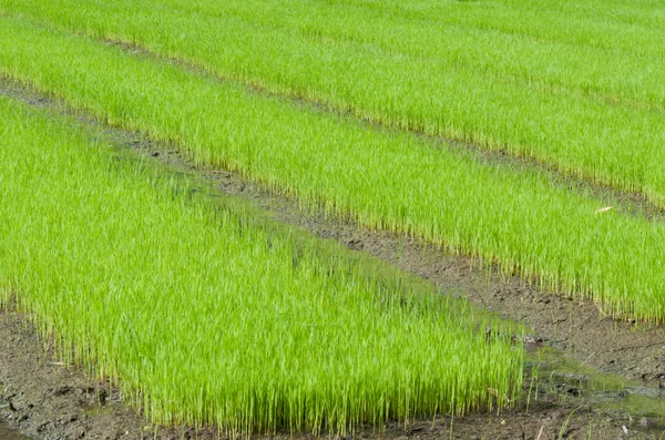 Young rice cultivate . — Stock Photo, Image