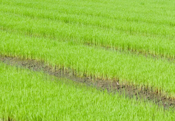 Young rice cultivate . — Stock Photo, Image