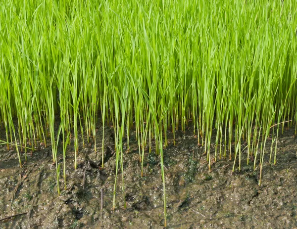 Καλλιεργήσουν νέους ρύζι . — Φωτογραφία Αρχείου