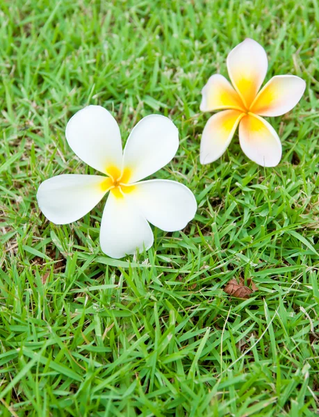 Frangipani fleurs tropicales . — Photo