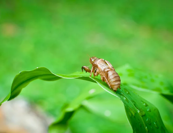 Invólucro de Cicada  . — Fotografia de Stock