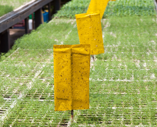 plant is grown in the greenhouse