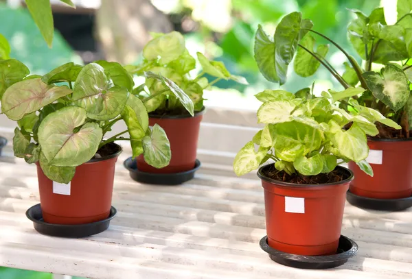 kapalı bitki saksıları içinde