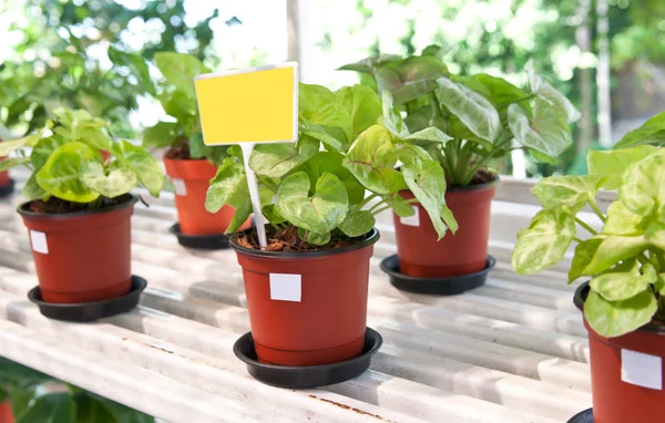 Indoor plants in flowerpots — Stock Photo, Image