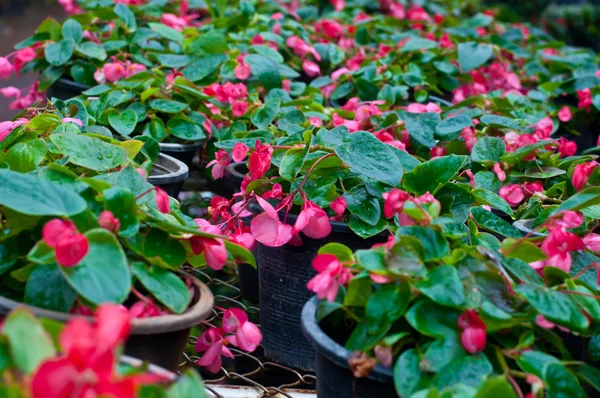 Hermosa flor  . — Foto de Stock