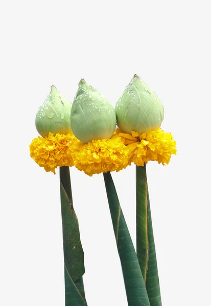 Bloem voor boeddhistische religieuze ceremonie . — Stockfoto