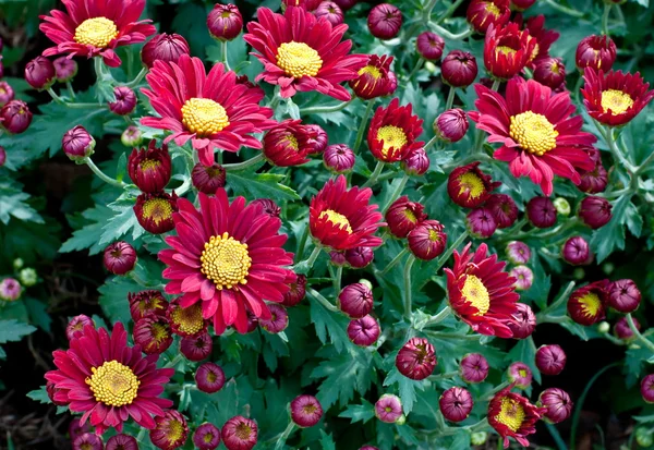 Beautiful flower in garden. — Stock Photo, Image