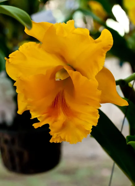 Flores de orquídea — Foto de Stock