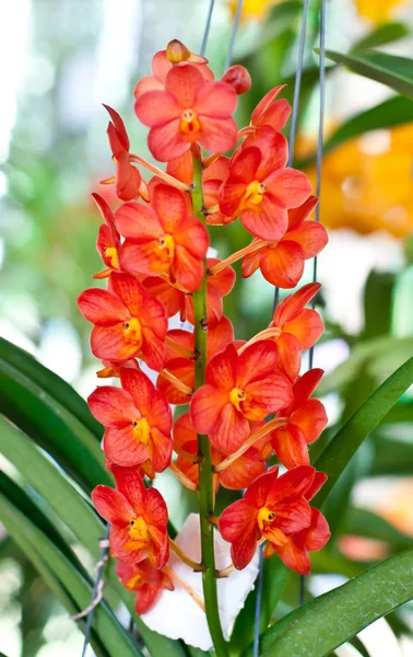 Bellissimo fiore di orchidea . — Foto Stock