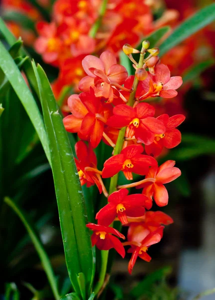 Hermosa flor de orquídea . — Foto de Stock