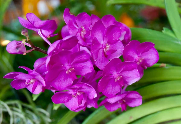 Orchidea virágok — Stock Fotó