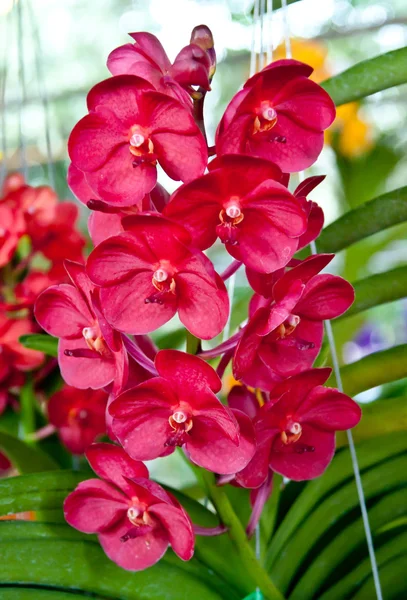 Bellissimo fiore di orchidea . — Foto Stock