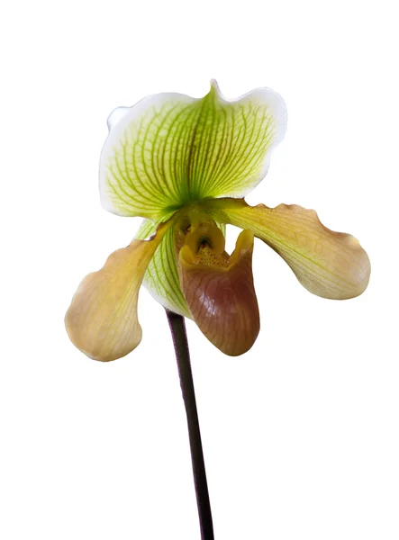 Gyönyörű orchidea virág. — Stock Fotó