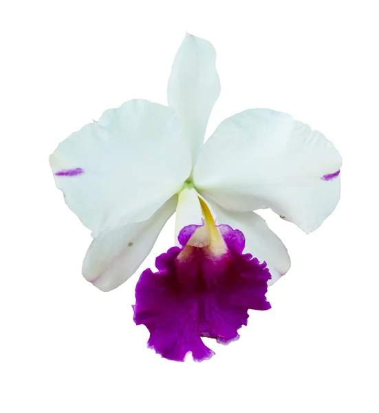 Hermosa flor de orquídea . — Foto de Stock