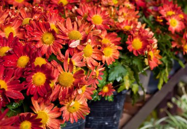 tencerede kırmızı çiçek.