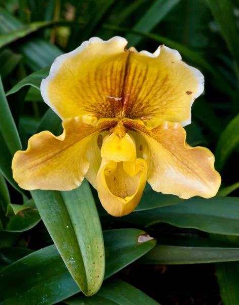 Orchidea kwiat żółty. — Zdjęcie stockowe