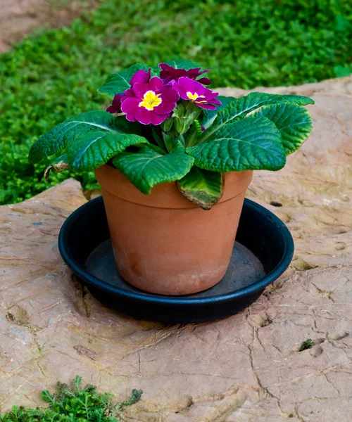 Flower in pot. — Stock Photo, Image