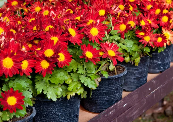 Red flower in pot. — Stock Photo, Image