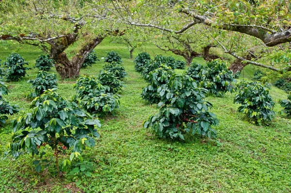 Árbol de café . —  Fotos de Stock