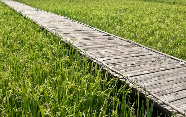 Green rice field in Thailand — Stock Photo, Image