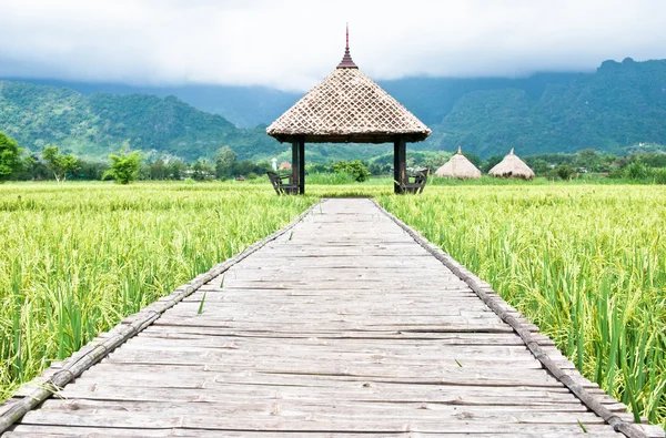 Grønn rismark i thailand – stockfoto