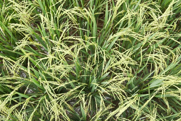 Green rice field in Thailand — Stock Photo, Image