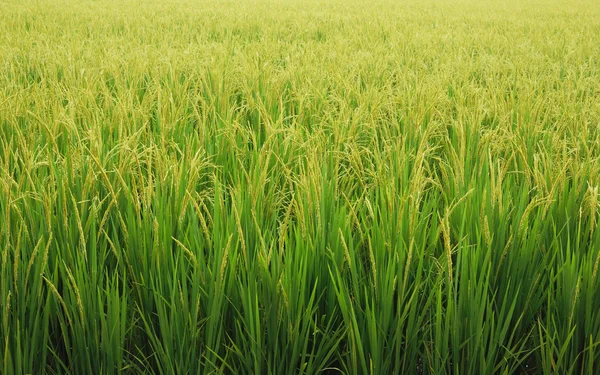 Campo de arroz verde. — Foto de Stock