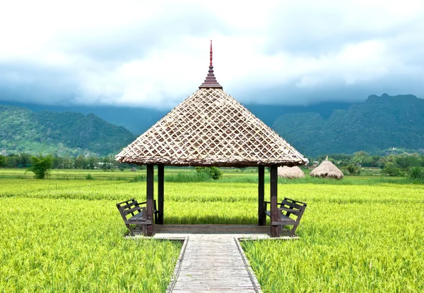 Grüne Reisfelder in Thailand — Stockfoto