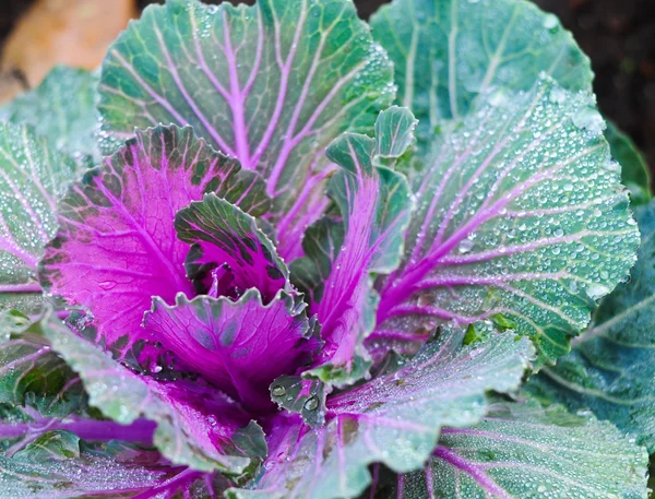 Fresh vegetable — Stock Photo, Image