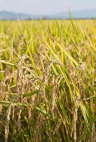 Planta de arroz paddy — Fotografia de Stock