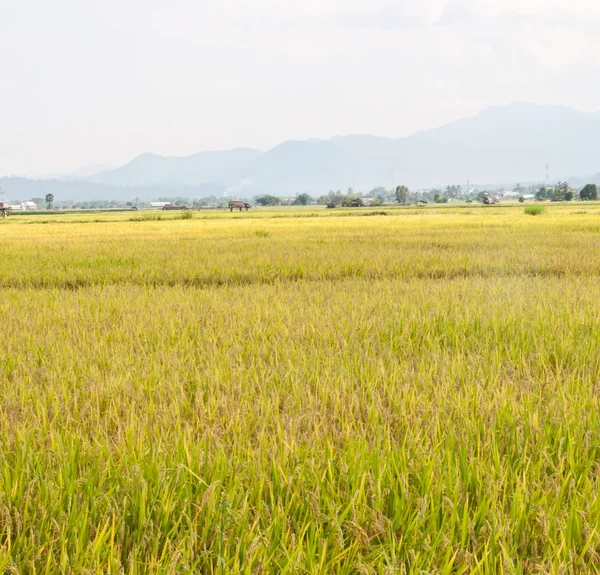 Rice field. — Stock Photo, Image