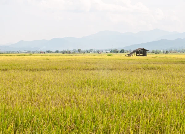 Rice paddy field. — Stock Photo, Image