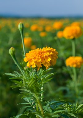 kadife çiçeği sarı çiçek alanı