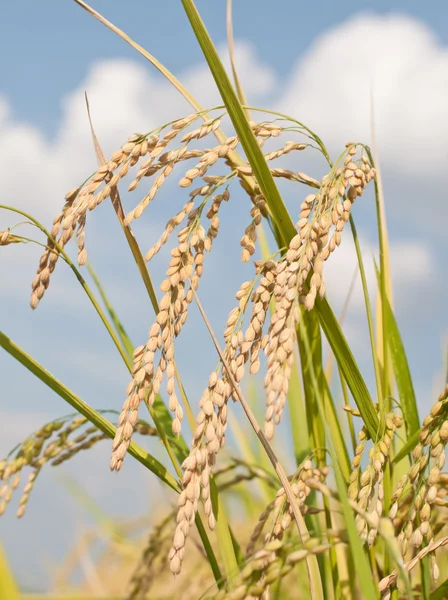 Hántolatlan rizs növény — Stock Fotó