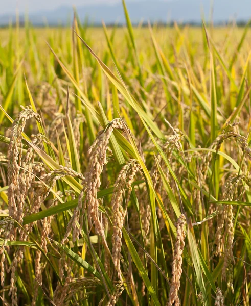 Paddy φυτών ρυζιού — Φωτογραφία Αρχείου