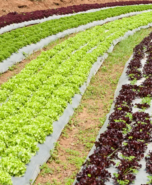 Lettuce field. — Stock Photo, Image