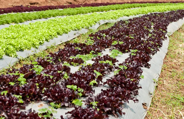 Lettuce field. — Stock Photo, Image