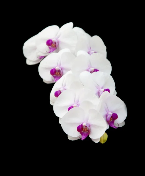 Orquídea branca em um preto  . — Fotografia de Stock